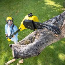 Best Tree Cabling and Bracing  in Halstead, KS