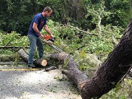 Best Lawn Maintenance Plans  in Halstead, KS