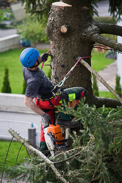Best Pest Control for Lawns  in Halstead, KS
