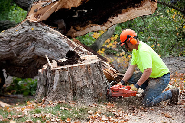 Best Stump Grinding and Removal  in Halstead, KS