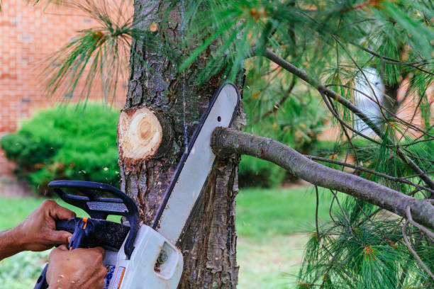 Best Emergency Tree Removal  in Halstead, KS